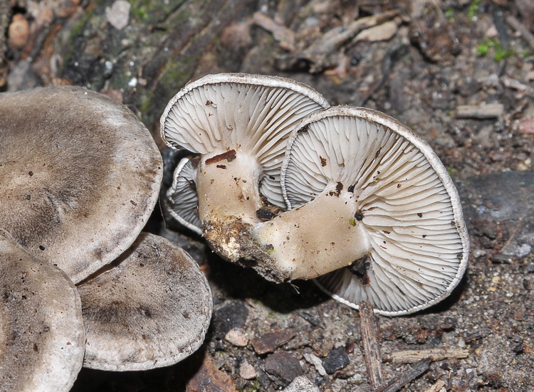 Rhodocybe popinalis